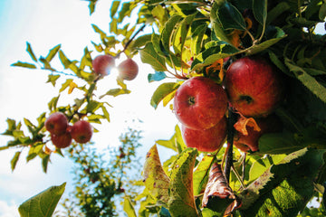 Apple Cider Vinegar vs. Gummies